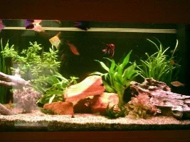 My tank