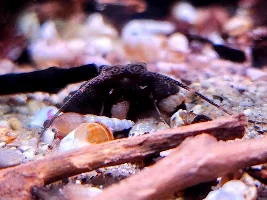 What's the weirdest/most unique fish you've ever kept?