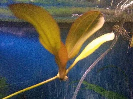 Help with my kleiner bar sword propagation?