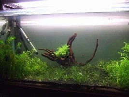Lowee's 45gal Journal