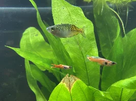 Boesmani rainbowfish mouth circle cyst