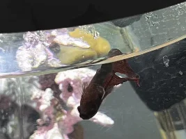 Help with diagnosing issue