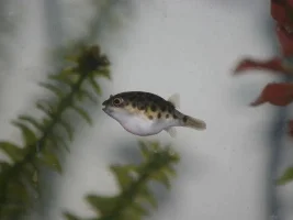 pics of my Puffers and Piranha