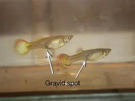 Lacking a gravid spot