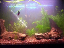 Here's my tank so far