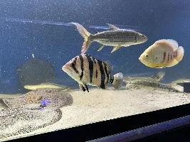 New Freshwater Predator Tank