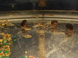 Breeding Log/share Your Experience