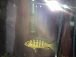 New African cichlids?
