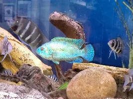 Electric Blue Jack Dempsey