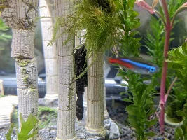 Thanks for all the help - happy fish pics
