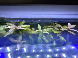 ID these plants please?