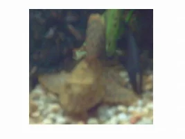 Post A Pic Of Your Fish And Rate Fish Above You