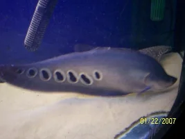 Post A Pic Of Your Fish And Rate Fish Above You