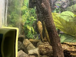 GIANT OTO'S