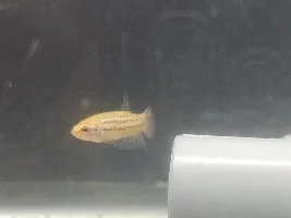 Betta Fry