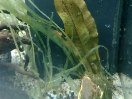 Plants disintegrating / disappearing