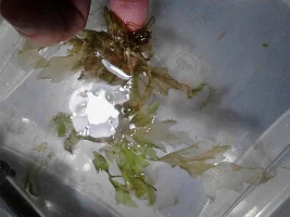Hydrogen Peroxide?