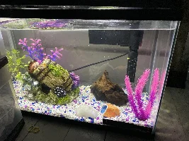 Cory catfish