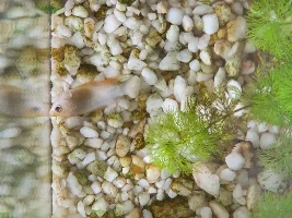 Fish dying