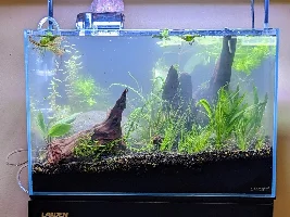 First Tank