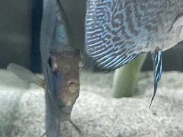 New 252l tank - Discus Behaving Weird