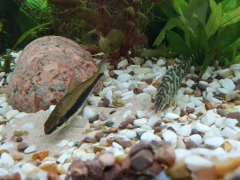 Water changes