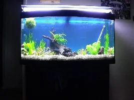 My First Tropical Fish Tank