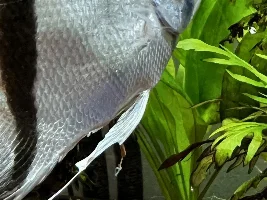 Guys. Need help here. Angelfish all of a sudden developed a sore spot.