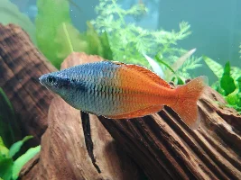 Fish photography