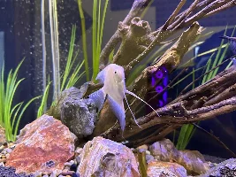 Journey with my 300+ LT Tank