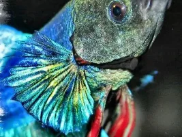Unusual Shots