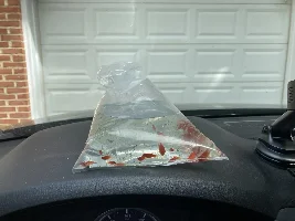To the LFS with fish