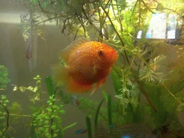 What Is Your Favorite Type Of Cichlid?
