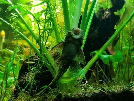 White spots on pleco gills