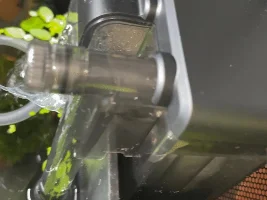 Attempting to Breed Sawbwa resplendens (Rummynose Rasbora)