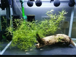 Eggs in fry tank