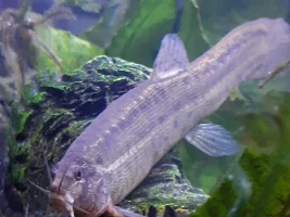 What happened to my loach overnight???
