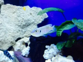 Fish Id Please
