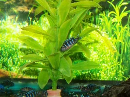 Swarms of sleeping fish :P