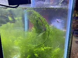 Angel fish fin rot
