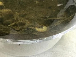 How to breed gammarus?