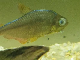 Columbian tertra eye