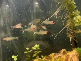 Rummy nose tetras