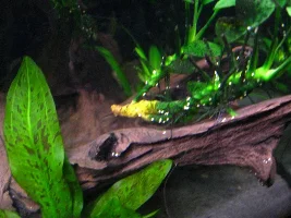 Anubias Rizhome Turning Yellow