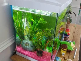 2 months - 15 fish dead! What am I doing wrong?