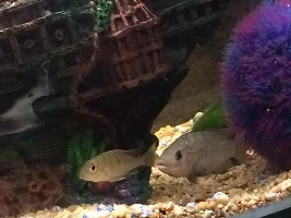 My tanks