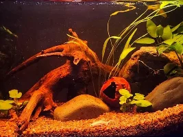 VOTE NOW - September 2024 Tank of the Month Contest (16 Gal and smaller)