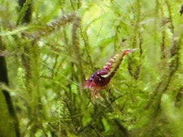 5 gallon Fluval Spec V