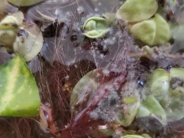 Mold on red root floaters?