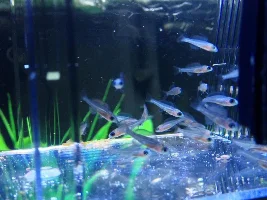 Cyprichromis Leptosoma Fry Are Here